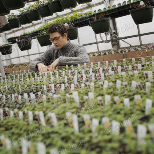 Spring growth in an organic plant nursery glasshouse. A man checking rows of seedlings… Spring growth in an organic plant nursery glasshouse. A man checking rows of seedlings…