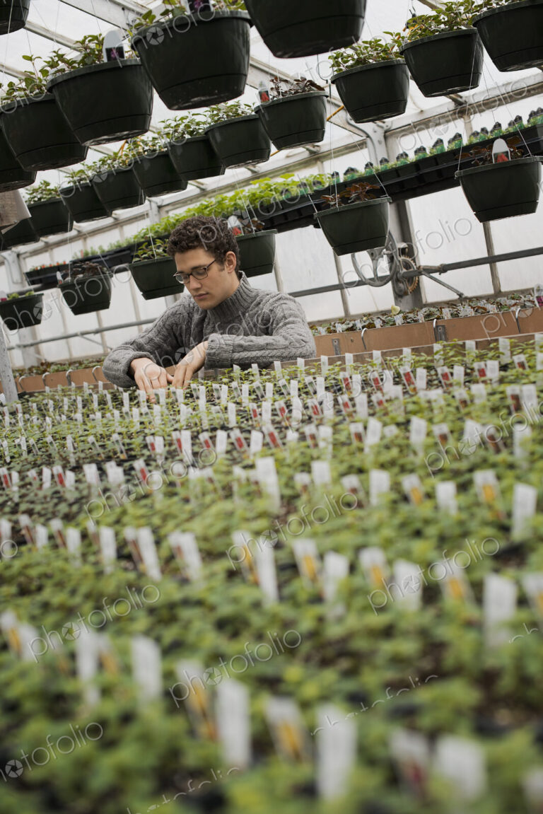 Spring growth in an organic plant nursery glasshouse. A man checking rows of seedlings…