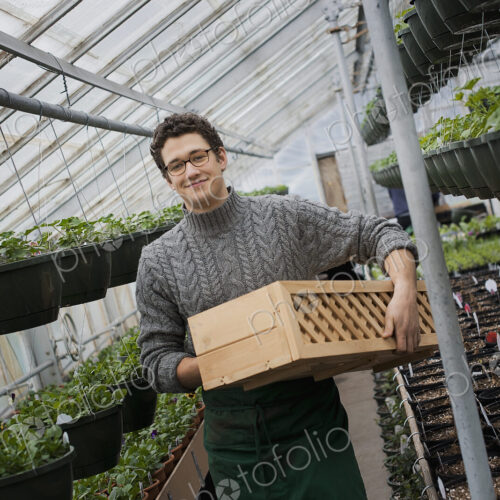 Spring growth in an organic plant nursery glasshouse. A man holding trays of young… Spring growth in an organic plant nursery glasshouse. A man holding trays of young…