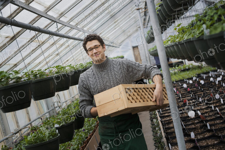 Spring growth in an organic plant nursery glasshouse. A man holding trays of young…