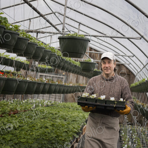 Spring growth in an organic plant nursery glasshouse. A man holding trays of young… Spring growth in an organic plant nursery glasshouse. A man holding trays of young…