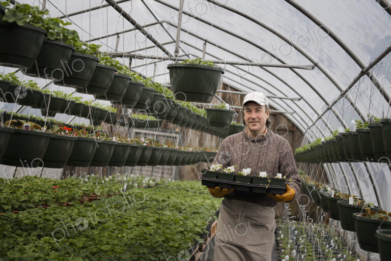Spring growth in an organic plant nursery glasshouse. A man holding trays of young…