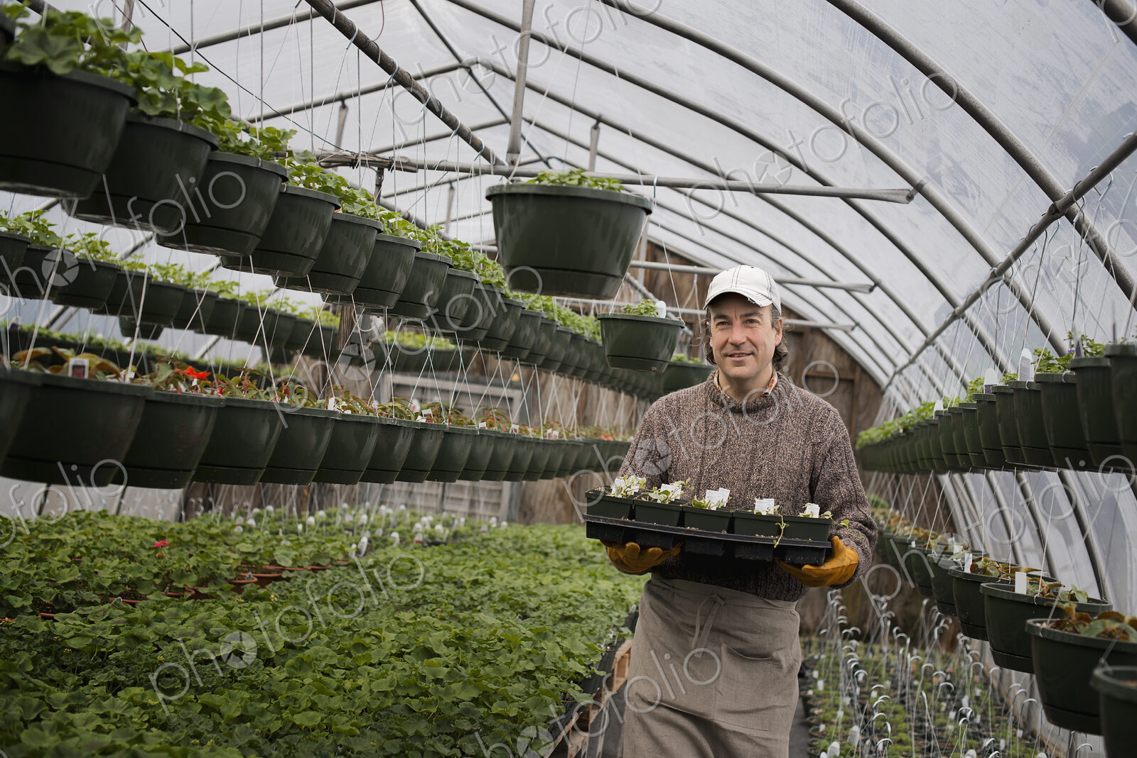 Spring growth in an organic plant nursery glasshouse. A man holding trays of young…