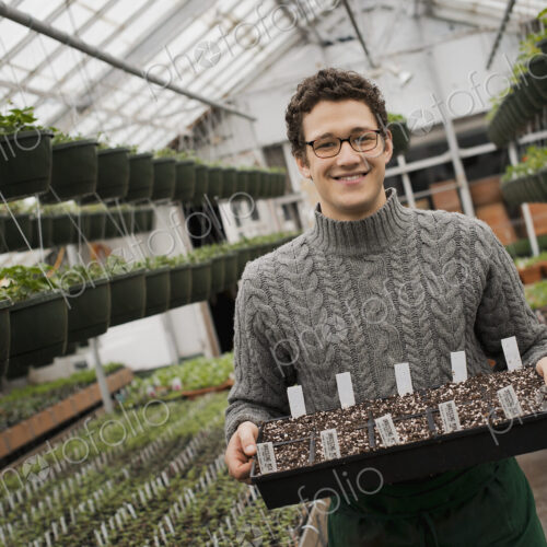 Spring growth in an organic plant nursery glasshouse. A man holding trays of young…
