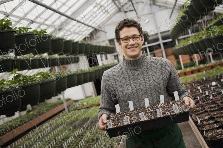 Spring growth in an organic plant nursery glasshouse. A man holding trays of young…