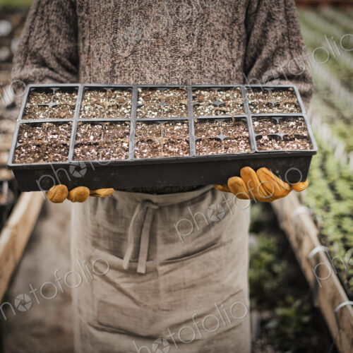 Spring growth in an organic plant nursery glasshouse. A man holding trays of young…