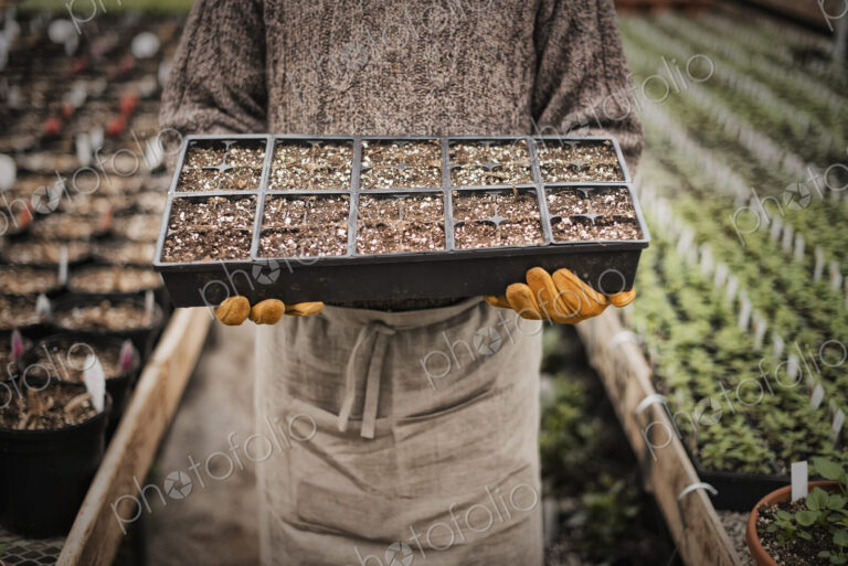 Spring growth in an organic plant nursery glasshouse. A man holding trays of young…