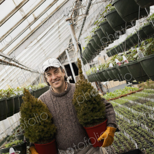 Spring growth in an organic plant nursery glasshouse. A man holding two young conifer…