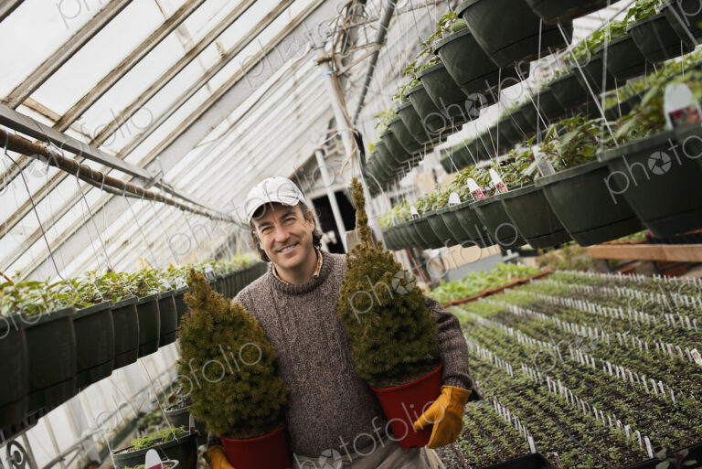 Spring growth in an organic plant nursery glasshouse. A man holding two young conifer…
