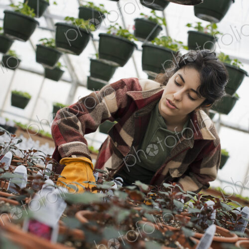 Spring growth in an organic plant nursery glasshouse. A woman working, checking plants… Spring growth in an organic plant nursery glasshouse. A woman working, checking plants…