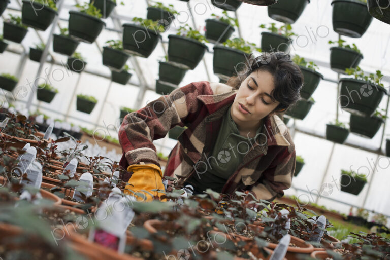 Spring growth in an organic plant nursery glasshouse. A woman working, checking plants…
