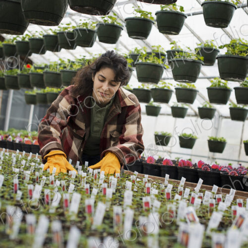Spring growth in an organic plant nursery glasshouse. A woman working, checking plants… Spring growth in an organic plant nursery glasshouse. A woman working, checking plants…