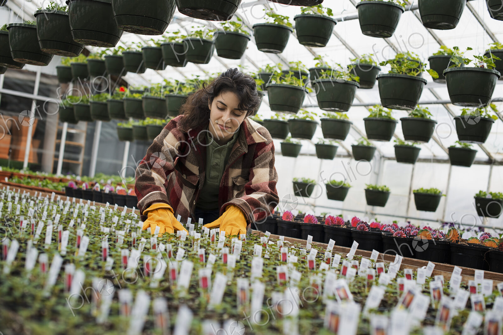 Spring growth in an organic plant nursery glasshouse. A woman working, checking plants…