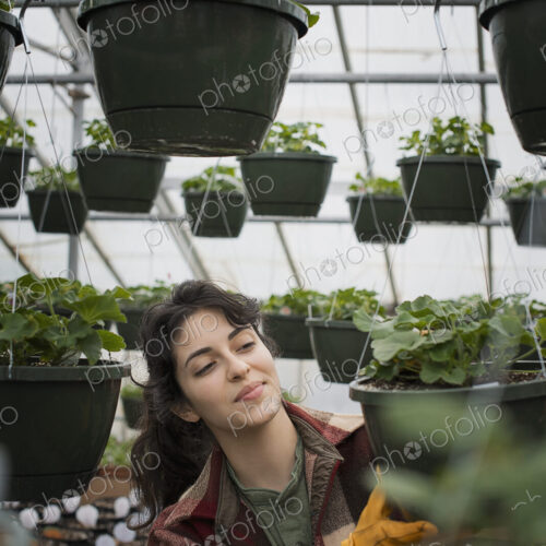 Spring growth in an organic plant nursery glasshouse. A woman working, checking plants… Spring growth in an organic plant nursery glasshouse. A woman working, checking plants…