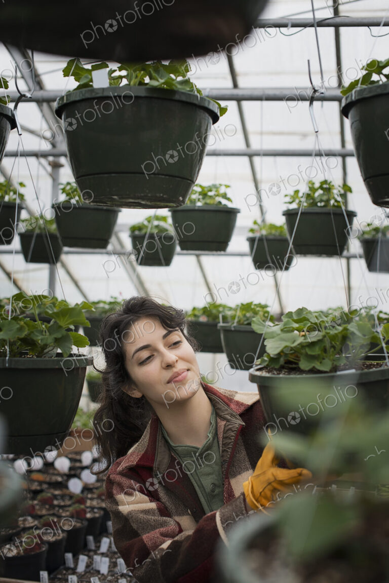 Spring growth in an organic plant nursery glasshouse. A woman working, checking plants…