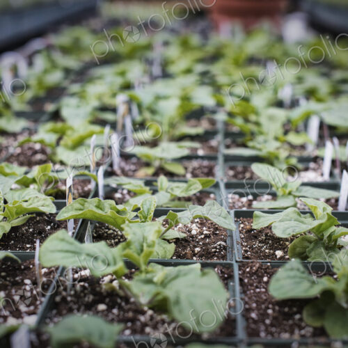 Spring growth in an organic plant nursery. A glasshouse staging with trays of young…