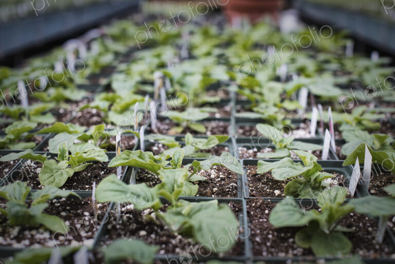 Spring growth in an organic plant nursery. A glasshouse staging with trays of young…
