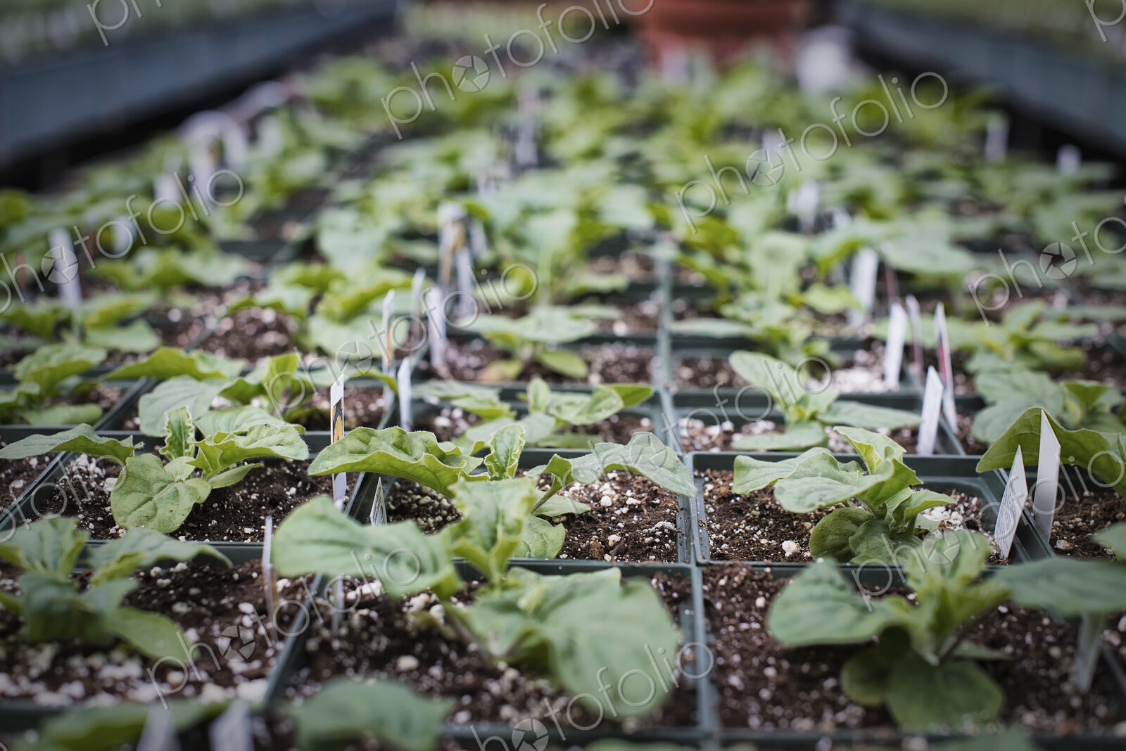 Spring growth in an organic plant nursery. A glasshouse staging with trays of young…