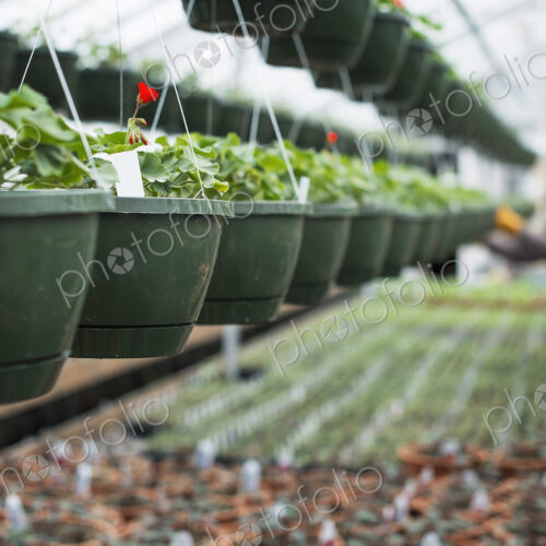 Spring growth in an organic plant nursery. A glasshouse with hanging baskets and plant… Spring growth in an organic plant nursery. A glasshouse with hanging baskets and plant…