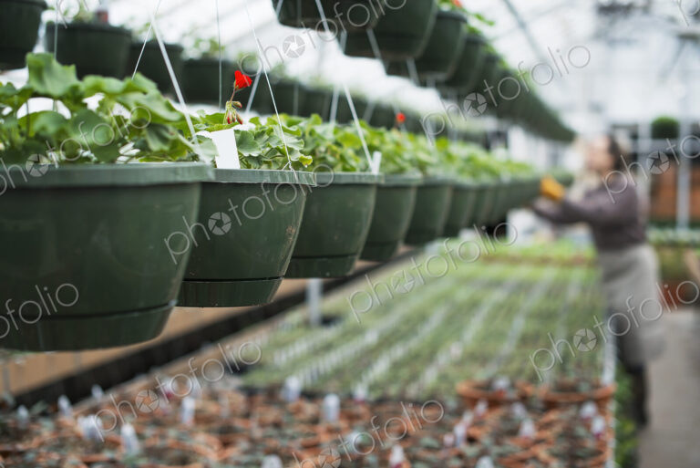 Spring growth in an organic plant nursery. A glasshouse with hanging baskets and plant…