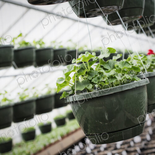 Spring growth in an organic plant nursery. A glasshouse with hanging baskets and plant… Spring growth in an organic plant nursery. A glasshouse with hanging baskets and plant…