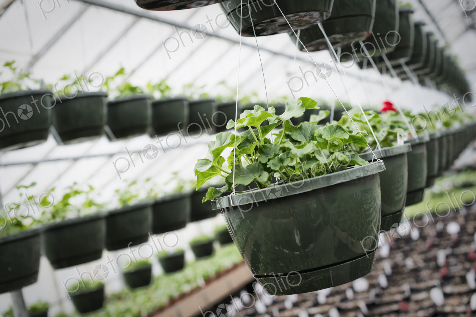 Spring growth in an organic plant nursery. A glasshouse with hanging baskets and plant…