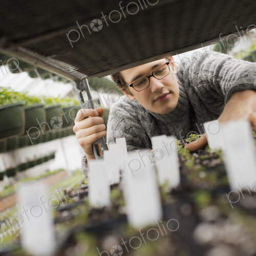 Spring growth in an organic plant nursery. A man checking trays of seedlings on a trolley.