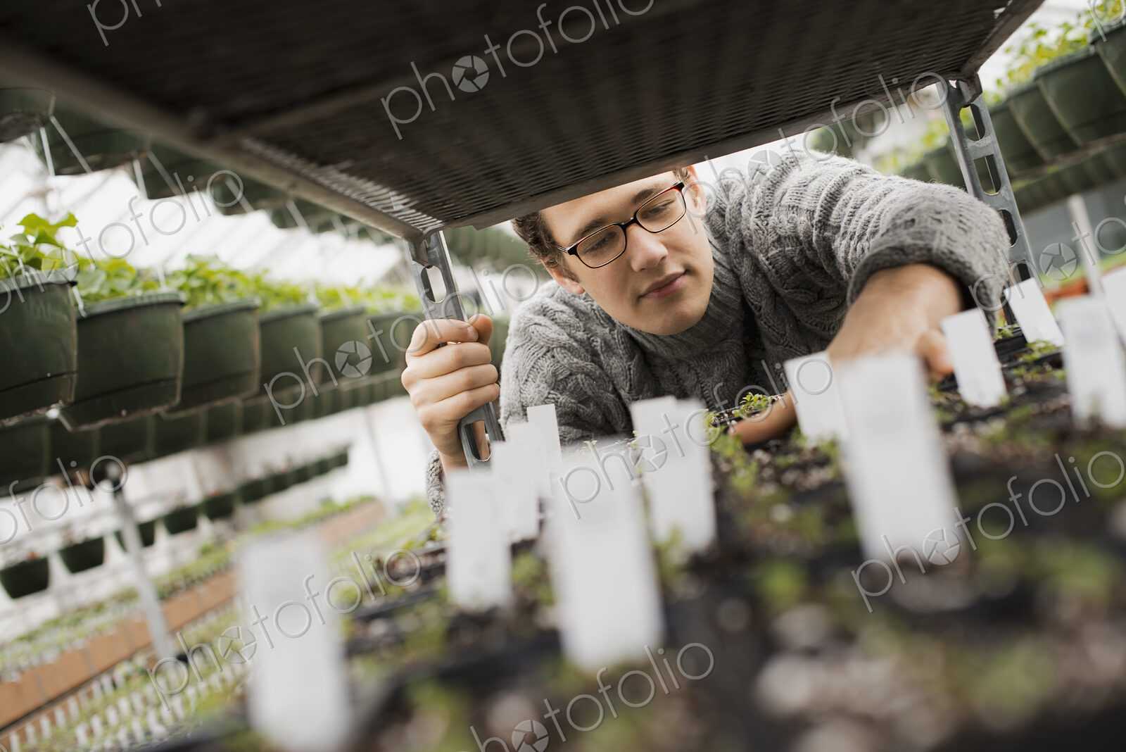 Spring growth in an organic plant nursery. A man checking trays of seedlings on a trolley.