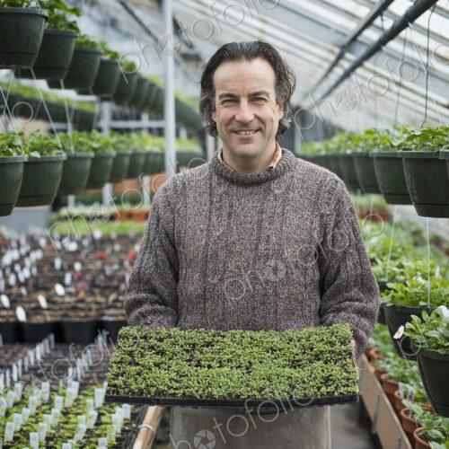 Spring growth in an organic plant nursery. A man holding a tray of healthy green… Spring growth in an organic plant nursery. A man holding a tray of healthy green…