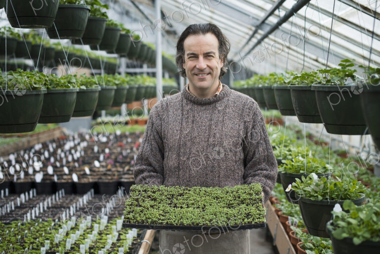 Spring growth in an organic plant nursery. A man holding a tray of healthy green…