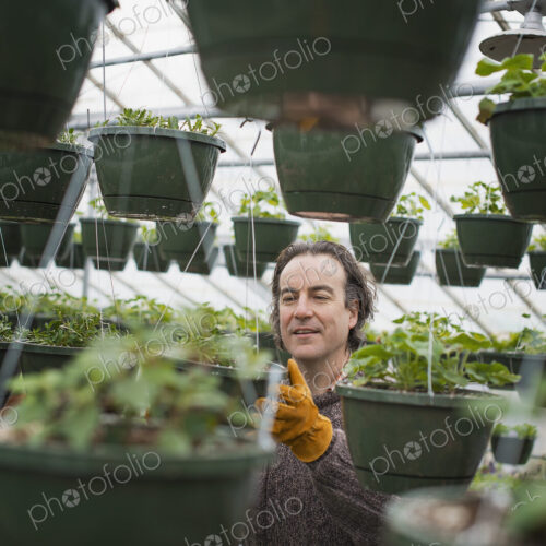Spring growth in an organic plant nursery. A man in a glasshouse planting containers.