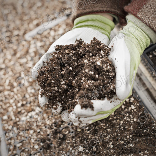 Spring growth in an organic plant nursery. A person holding a handful of organic soil.