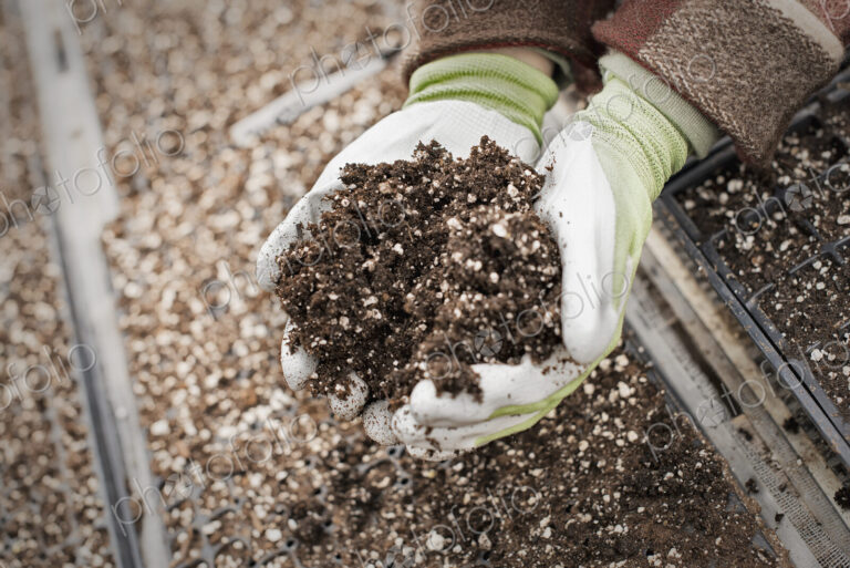 Spring growth in an organic plant nursery. A person holding a handful of organic soil.