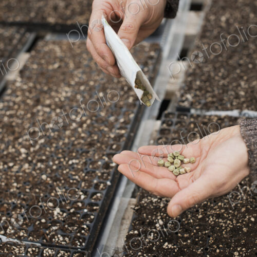 Spring growth in an organic plant nursery. A person holding seed in the palm of his hand.