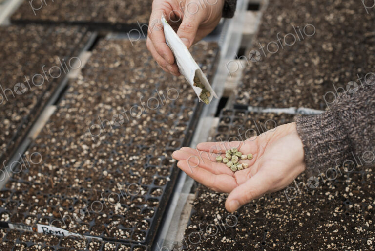 Spring growth in an organic plant nursery. A person holding seed in the palm of his hand.