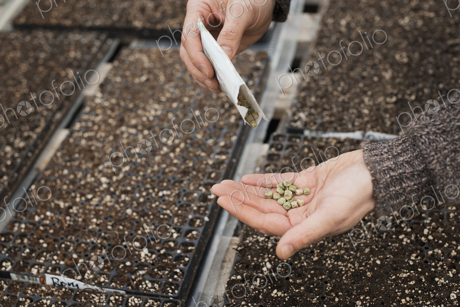 Spring growth in an organic plant nursery. A person holding seed in the palm of his hand.