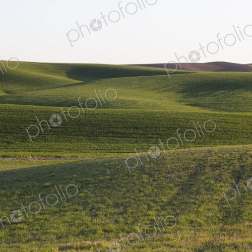 Spring wheat grass and rolling hills, dusk