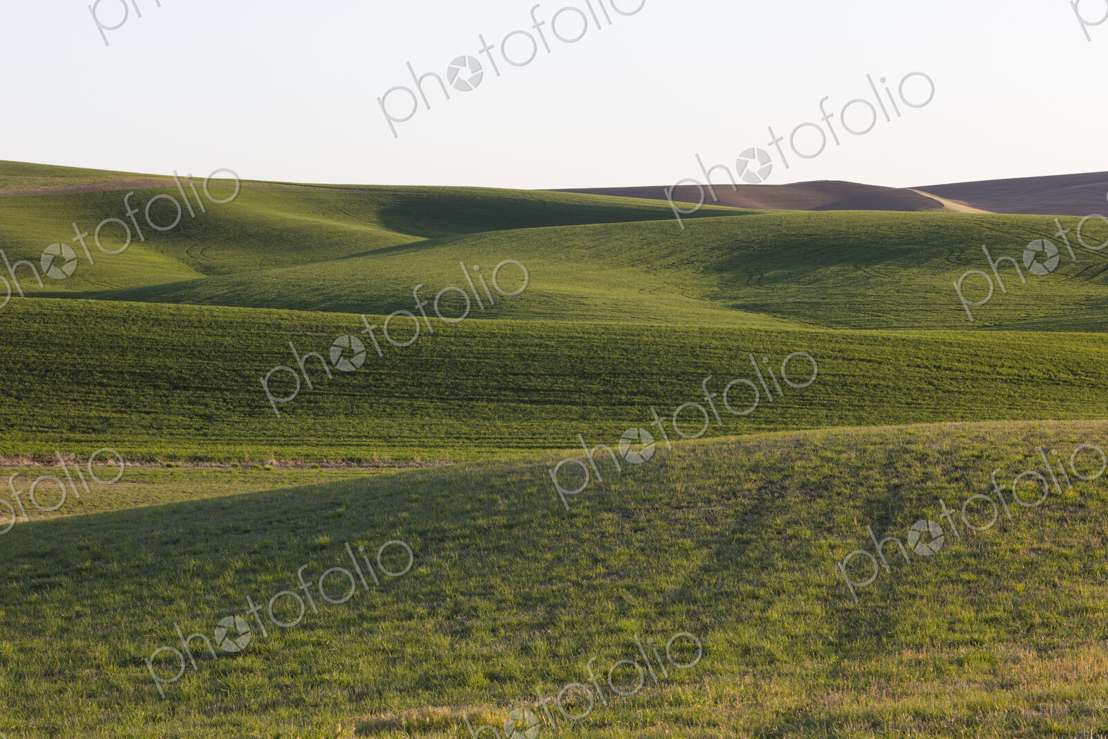Spring wheat grass and rolling hills, dusk