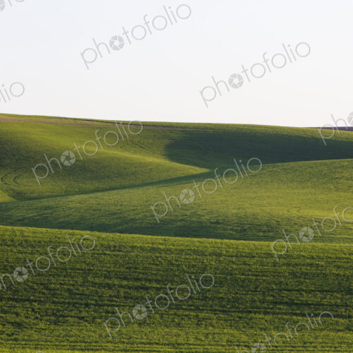 Spring wheat grass and rolling hills, dusk