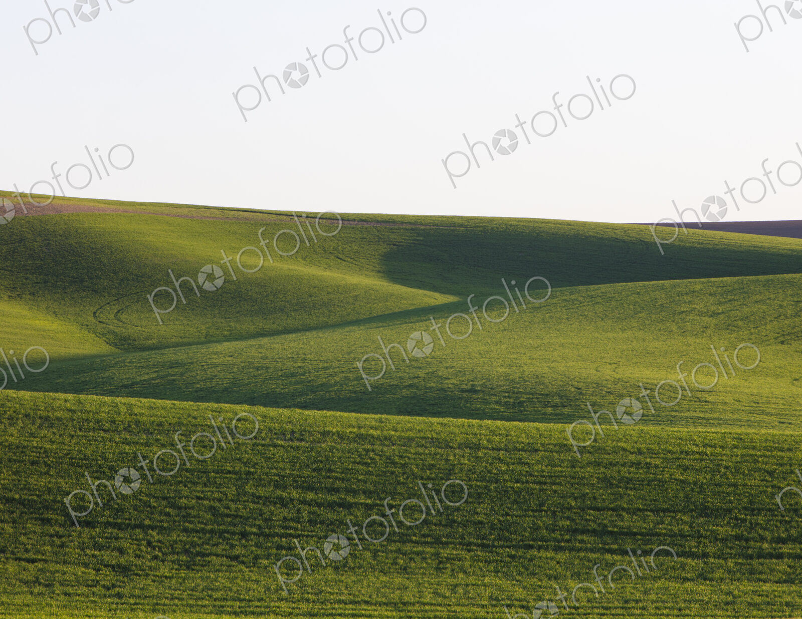 Spring wheat grass and rolling hills, dusk