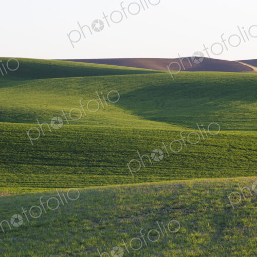 Spring wheat grass and rolling hills, dusk