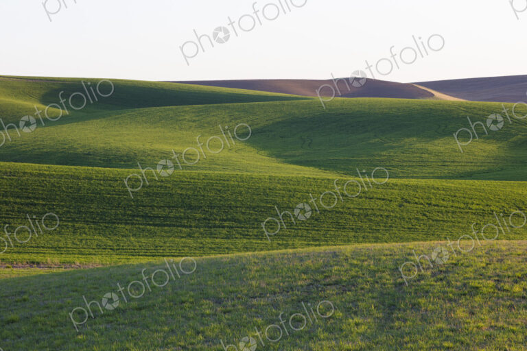 Spring wheat grass and rolling hills, dusk