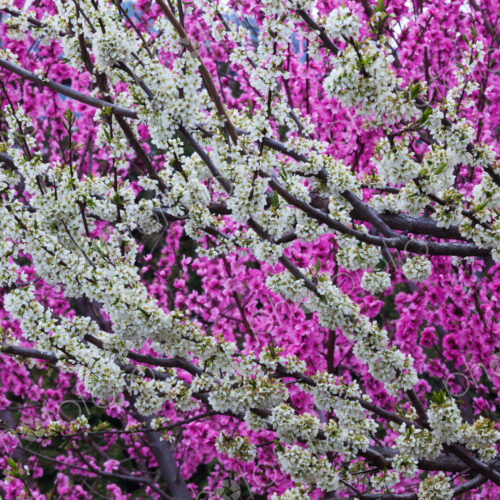 Springtime blossoms, Bhutan Springtime blossoms, Bhutan