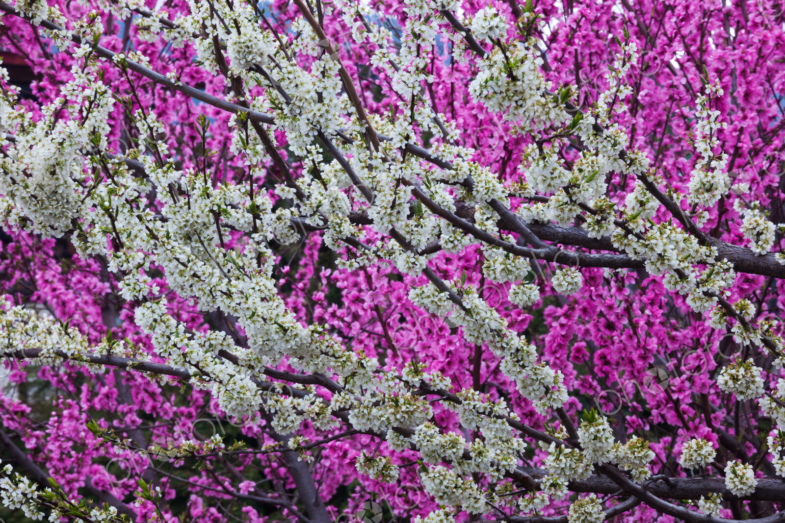 Springtime blossoms, Bhutan