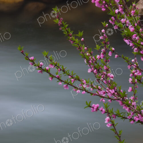 Springtime pink blossoms on a shrub in Bhutan Springtime pink blossoms on a shrub in Bhutan