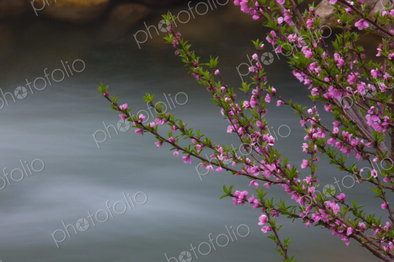 Springtime pink blossoms on a shrub in Bhutan