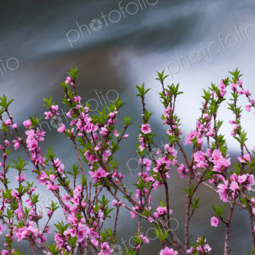 Springtime pink blossoms on a shrub in Bhutan Springtime pink blossoms on a shrub in Bhutan