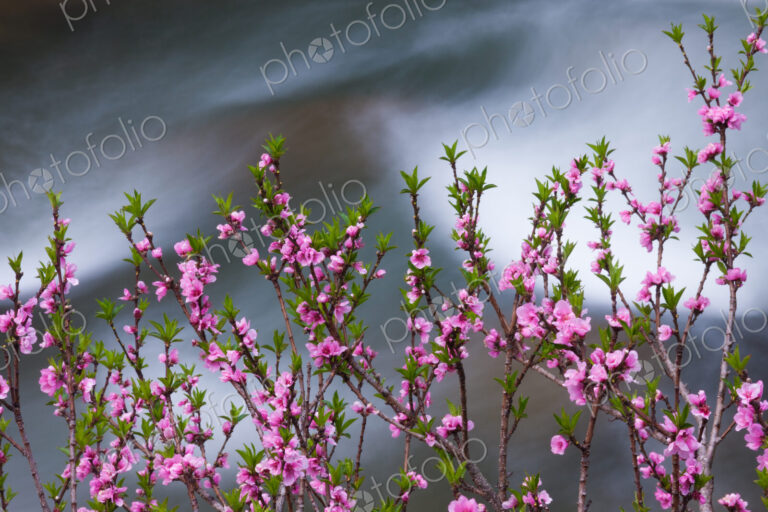 Springtime pink blossoms on a shrub in Bhutan