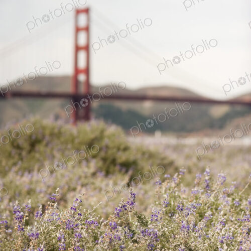 Springtime. Wild flowers in a meadow, and view to the Golden Gate bridge in San…
