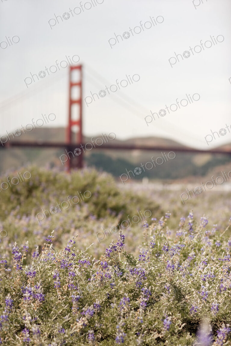 Springtime. Wild flowers in a meadow, and view to the Golden Gate bridge in San…